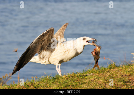 Möwe mit toten Fischen im Schnabel Stockfoto