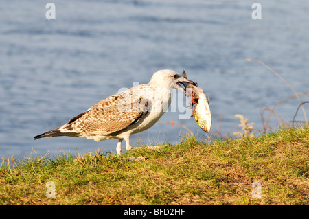 Möwe mit einem toten Fisch im Maul Stockfoto