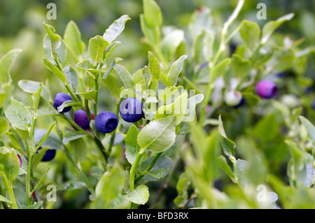 Blaubeer-Sträucher - Wald Produkt Stockfoto