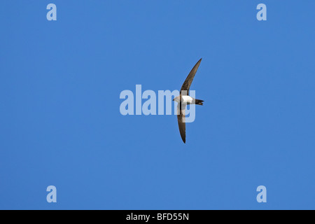 Alpine Swift Apus melba Stockfoto