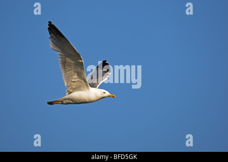 Western Yellow-legged Möve Larus Cachinnans michahellis Stockfoto