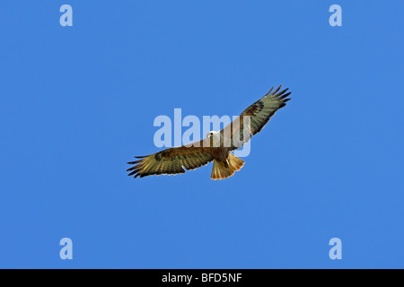 Langbeinige Bussard Buteo rufinus Stockfoto