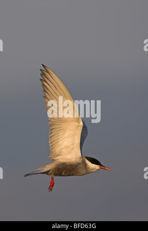 Weissbart Seeschwalbe-Chlidonias hybridus Stockfoto