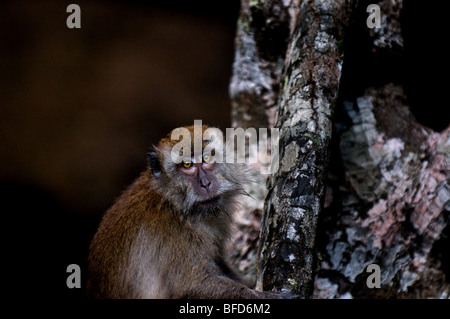 Krabbe-Essen oder Long-tailed Macaque. Stockfoto