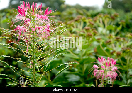 Rosa Nerine Blüten bedeckt in Wassertröpfchen, nach einem Regenschauer.  Jüngere Court Gardens, Cotswolds, England. Stockfoto