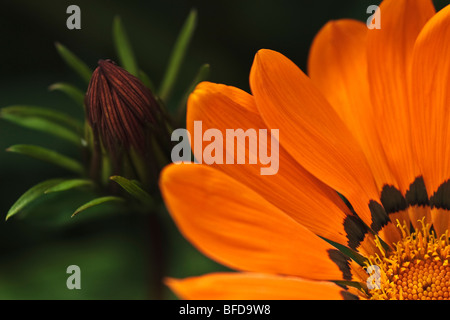 Orange Gazanien hautnah Stockfoto