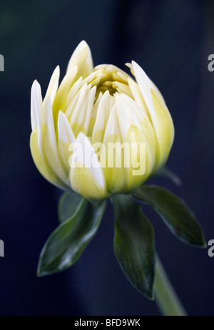 White Dahlia bud Nahaufnahme Stockfoto