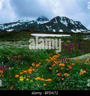 Almwiese im Altai-Gebirge, Sibirien. Russische Föderation Stockfoto