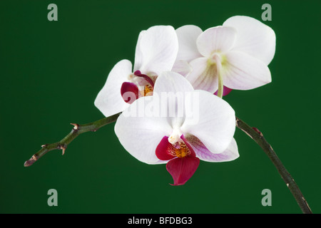Weiße Orchideen Nahaufnahme Stockfoto