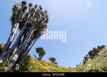 Drachenbaum (Dracaena) in La Palma, Kanarische Inseln, Spanien, Europa. Stockfoto