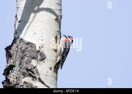 Rot-Himalaja-Sapsucker (Sphyrapicus Nuchalis) auf ein Espenbaum, Britisch-Kolumbien, Kanada Stockfoto