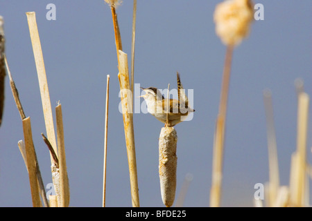 Marsh Wren (Cistothorus Palustris) singen auf Rohrkolben in einen Sumpf, Britisch-Kolumbien, Kanada Stockfoto