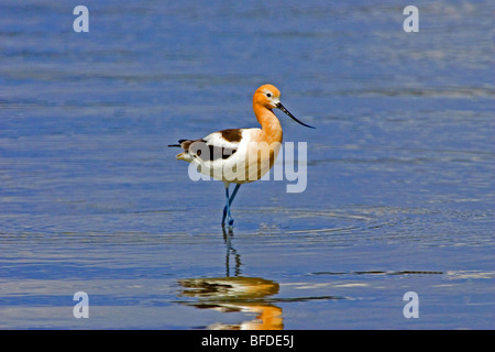 Amerikanische Säbelschnäbler (Recurvirostra Americana) waten im Wasser mit Reflexion, Britisch-Kolumbien, Kanada Stockfoto