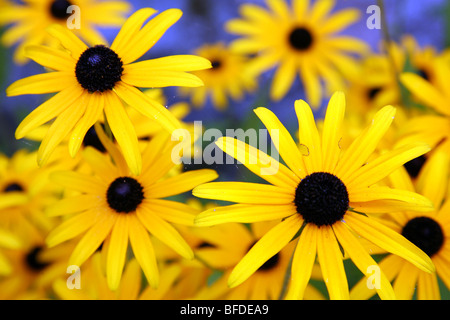 Black-Eyed Susan Blumen im französischen Garten Stockfoto