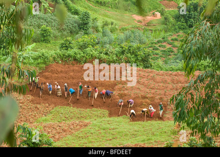 Kaffee und Reis Bauern im Bereich Kabuye, Ruanda Stockfoto