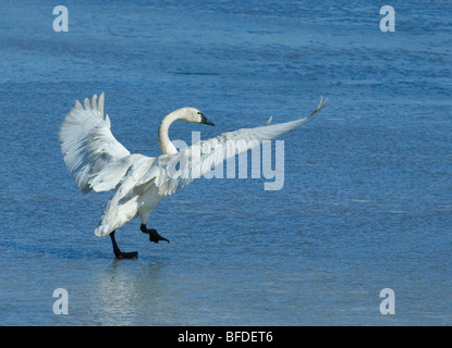 Tundra-Schwan (Cygnus Columbianus) zu Fuß auf Eis mit Flügeln, Alberta, Kanada. Stockfoto