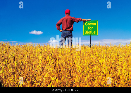 Ein Bauer blickt auf seine Reifung Soja-Bereich gewachsen für Biokraftstoffe in der Nähe von Lorette, Manitoba, Kanada Stockfoto