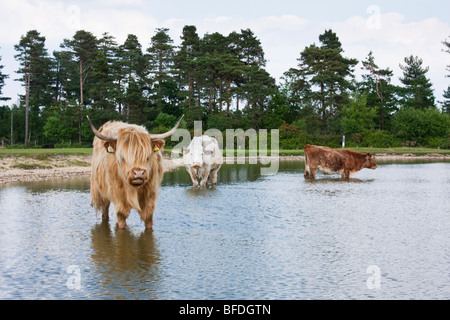 New Forest, Hampshire, England Stockfoto