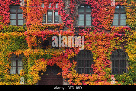 Windows bedeckt mit wildem Wein rot im Herbst Parthenocissus tricuspidata Stockfoto