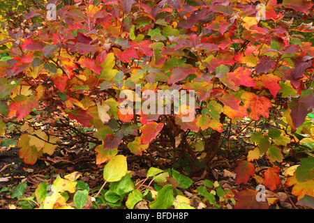 Multicolor Hortensie Blätter im Herbst Hydrangea quercifolia Stockfoto