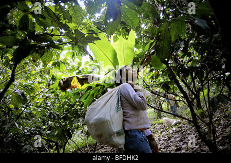 Eine junge Frau nimmt Hülsen Kakao (Theobroma Cacao) unter üppigen, grünen Bäumen und Vegetation in Choroni, Venezuela. Stockfoto