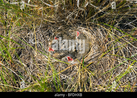 Vesper Spatz (Pooecetes Gramineus) Küken in ihrem Nest im Grasland von British Columbia, Kanada Stockfoto