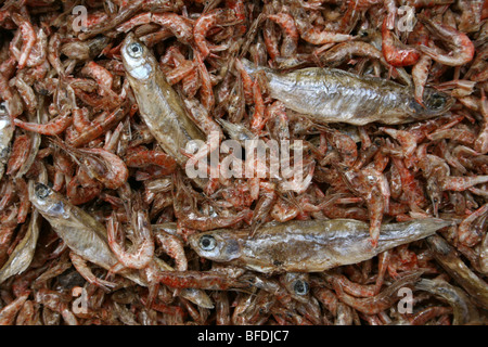 Getrockneter Fisch und Garnelen zu verkaufen In Arusha der zentrale Markt, Tansania Stockfoto