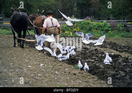 Landwirt Pflügen Feld, Upper Canada Village, Morrisburg, Ontario, Kanada. Stockfoto