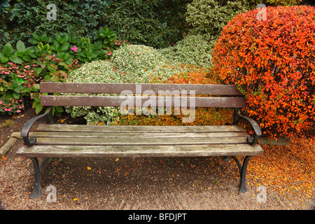 Breslau-alte Parkbank und Herbst rot Strauch Botanischer Garten Polen Stockfoto