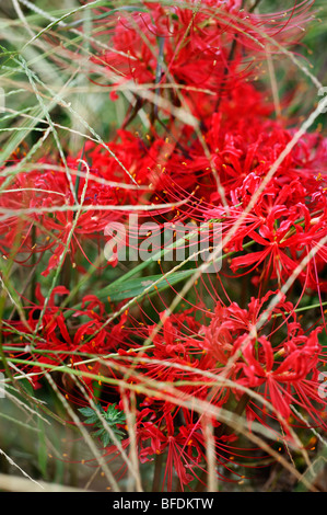 Eine rote Rebsorte Lycoris Radiata oder Spider Lily, blühen im September in Shikoku, Japan. Stockfoto