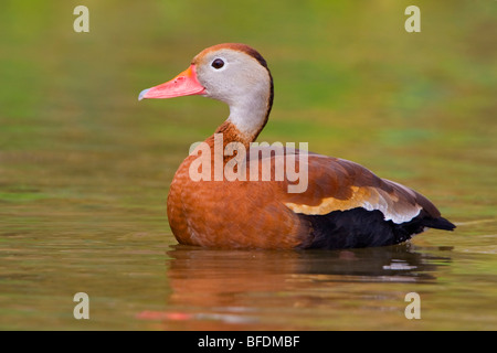 Schwarzbäuchigen Pfeifen-Ente (Dendrocygna Autumnalis) Schwimmen im Teich in der Nähe von Houston, Texas, USA Stockfoto