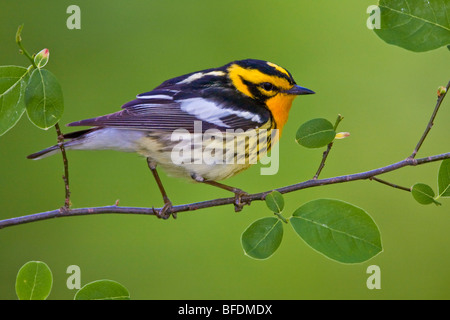 Blackburnian Grasmücke (Dendroica Fusca) thront auf einem Ast in der Nähe von langer Punkt, Ontario, Kanada Stockfoto