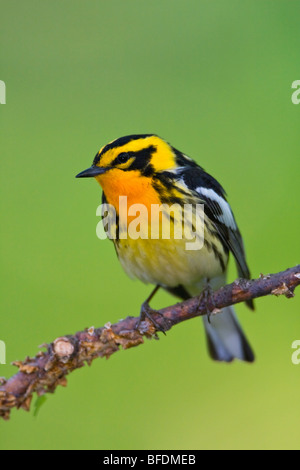 Blackburnian Grasmücke (Dendroica Fusca) thront auf einem Ast in der Nähe von langer Punkt, Ontario, Kanada Stockfoto