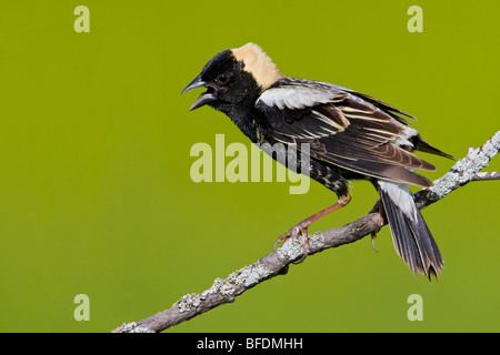 Bobolink (Dolichonyx Oryzivorus) thront auf einem Ast in der Carden Alvar in Ontario, Kanada Stockfoto