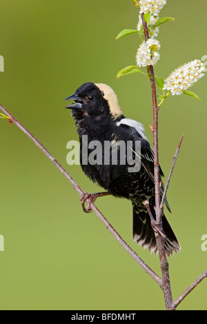 Bobolink (Dolichonyx Oryzivorus) thront auf einem Ast in der Carden Alvar in Ontario, Kanada Stockfoto