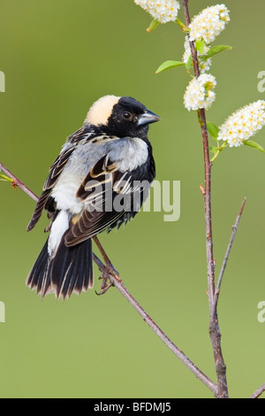 Bobolink (Dolichonyx Oryzivorus) thront auf einem Ast in der Carden Alvar in Ontario, Kanada Stockfoto