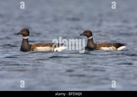 Zwei Brant Gänse (Branta Bernicla) schwimmen in Victoria, Vancouver Island, British Columbia, Kanada Stockfoto