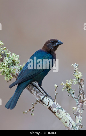 Unter der Leitung von Brown Kuhstärlinge (Molothrus Ater) thront auf einem Ast an Falcon State Park, Texas, USA Stockfoto