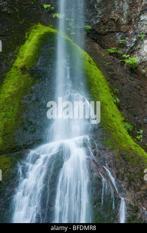 Marymere Falls, Olympic Nationalpark, Washington. Stockfoto