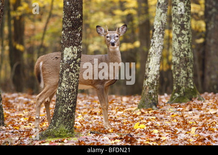Weiß - angebundene Rotwild im Herbst Stockfoto