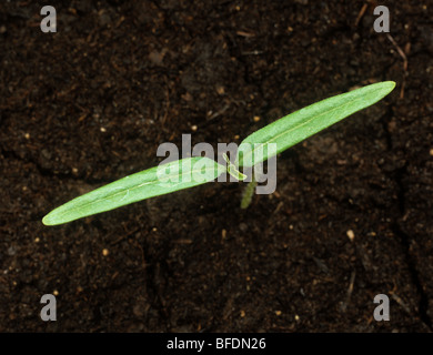 Thorn Apple (Datura Stramonium) Sämling mit Keimblätter nur Stockfoto