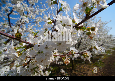 Weißen Kirschblüten am Obstgarten Baum. Stockfoto