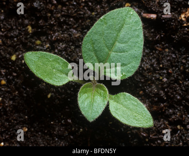 Schwarzer Nachtschatten (Solanum Nigrum)-Keimling mit zwei Blätter wahr Stockfoto