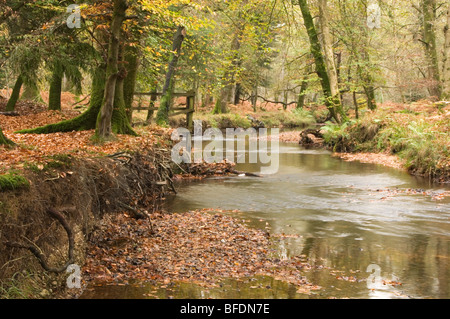 Schwarzes Wasser Das Rhinefield Zierpflanzen Drive Der neue Wald Hampshire England Großbritannien Stockfoto