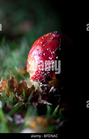 Fliegenpilz - Amanita muscaria Stockfoto