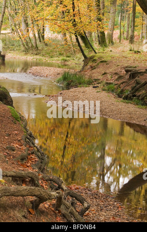 Schwarzes Wasser Das Rhinefield Zierpflanzen Drive Der neue Wald Hampshire England Großbritannien Stockfoto