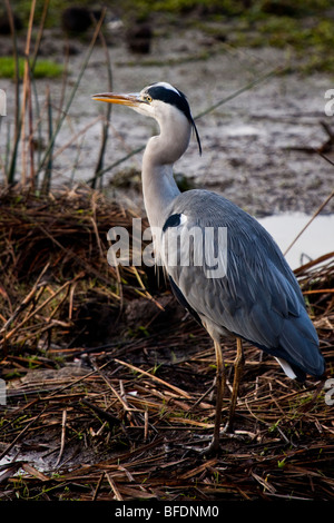 Graureiher - Ardea cinerea Stockfoto