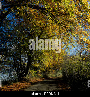 Buche (Fagus Sylvatica) in Herbstfärbung entlang einer Coloutry Straße, Berkshire Stockfoto