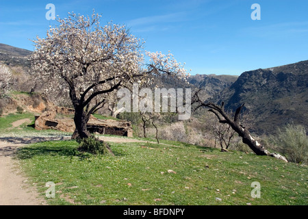 Die Landschaft rund um La Taha in der Alpugarras ist bedeckt mit Bäumen wie die Mandel im Frühjahr blüht. Stockfoto