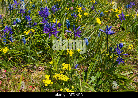 Blaue Camas (Camassia) Pflanze wächst in Victoria, Vancouver Island, British Columbia, Kanada Stockfoto